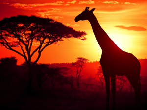 giraffe